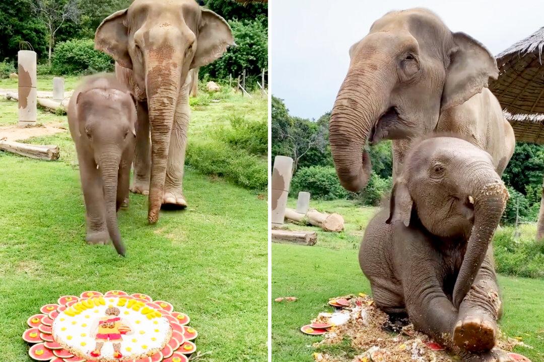 Cheeky Elephant Calf Destroys Cake Made for His Grandmother in Hilarious Video