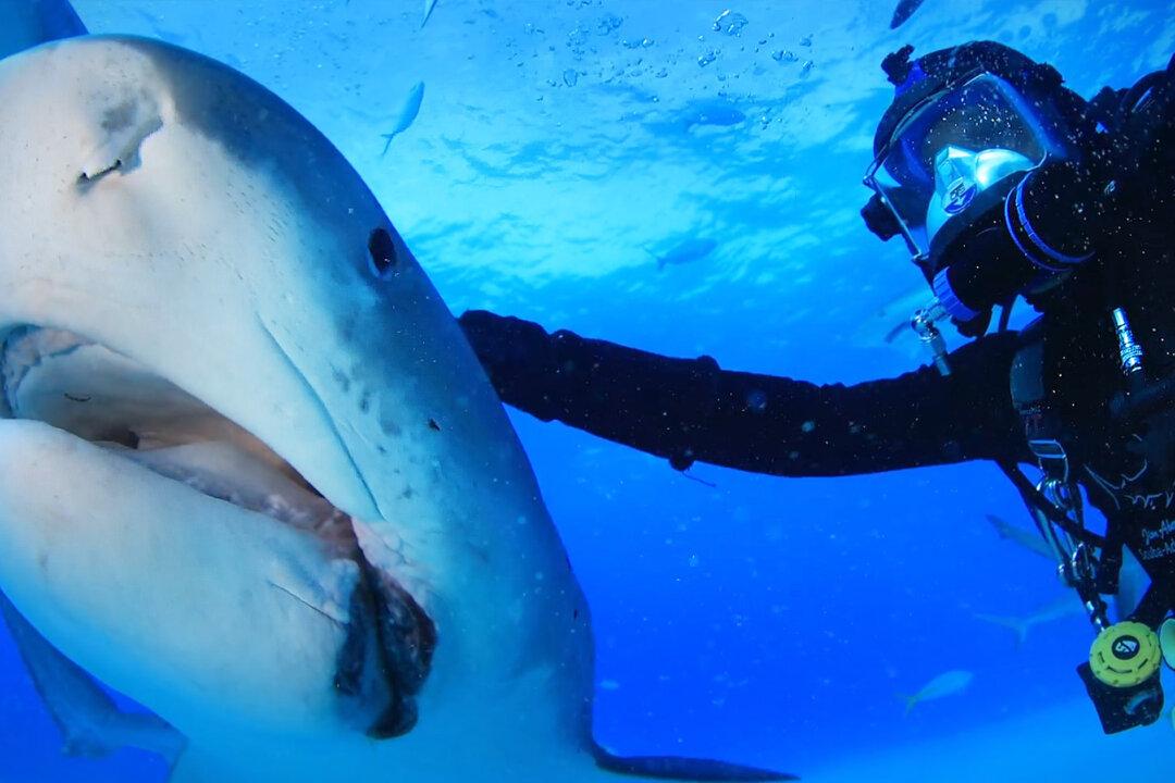 Diver Forms 20-Year Friendship With Tiger Shark Who Follows Him Like Dog ‘Trying to Get Its Head Rubbed’