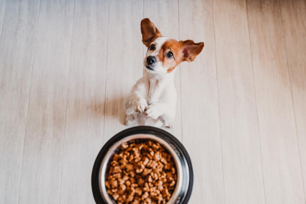 Excessive Vitamin D in Pet Food Is Toxic