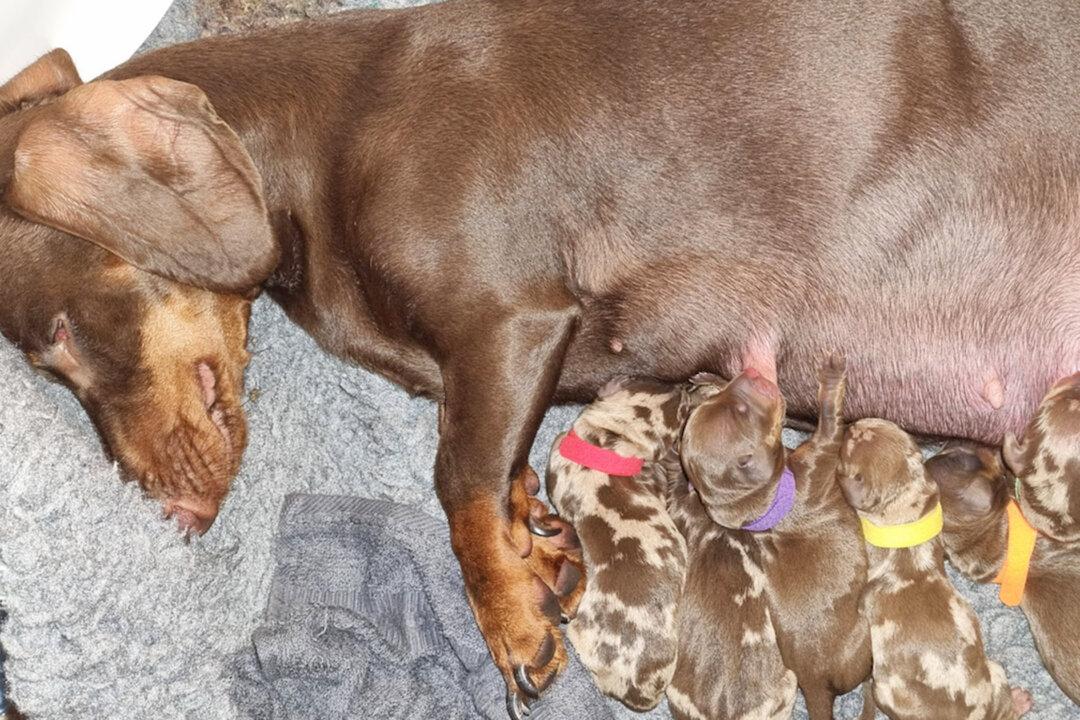 ‘I Was Gobsmacked’: Dog Gives Birth to 10 Puppies, Double the Average of Her Breed