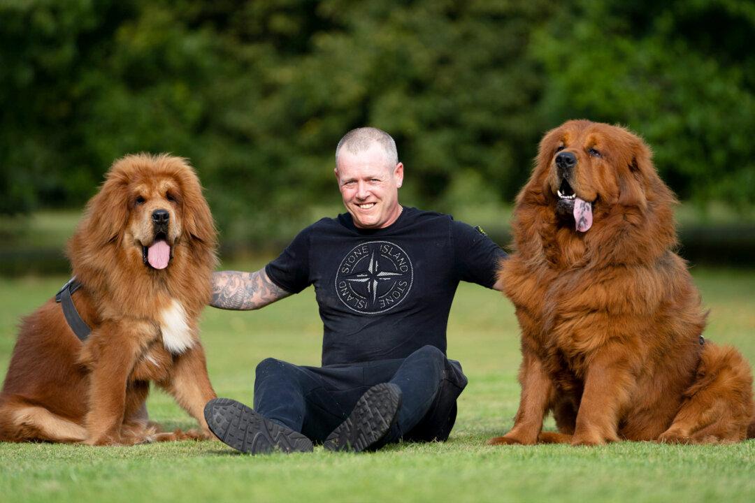 Photos: Rescued Chinese-Tibetan Mastiffs Are So Big That People Mistake Them for Lions