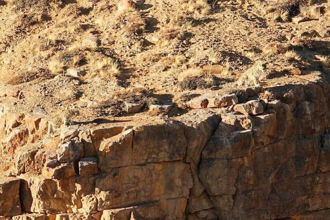 Can You Spot These Hidden Snow Leopards? Now Meet the Man Behind These 4 Incredible Photos
