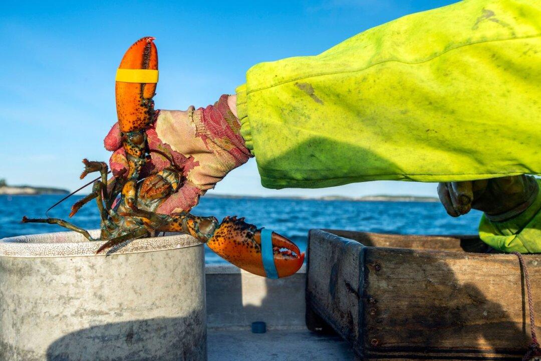 Supreme Court Denies Maine Lobstering Union’s Request to Lift Fishing Restrictions Aimed at Protecting Whales