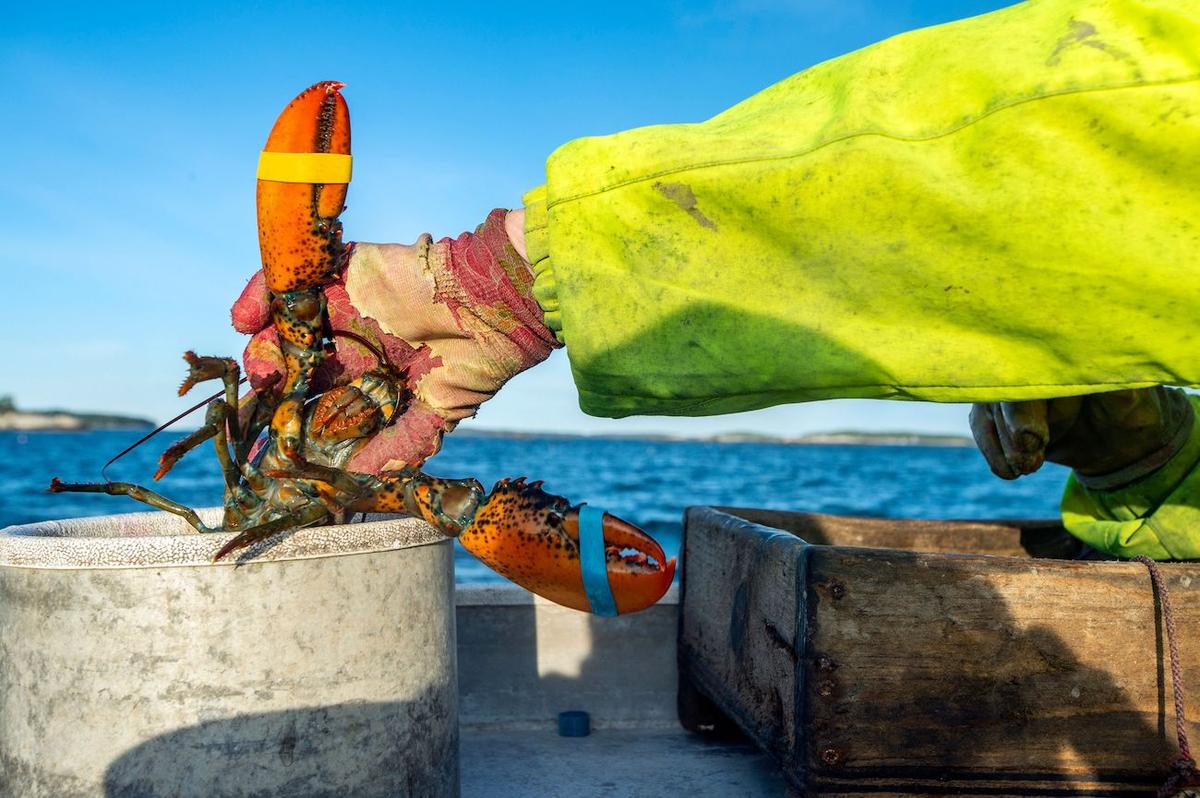 Supreme Court Denies Maine Lobstering Union’s Request to Lift Fishing Restrictions Aimed at Protecting Whales