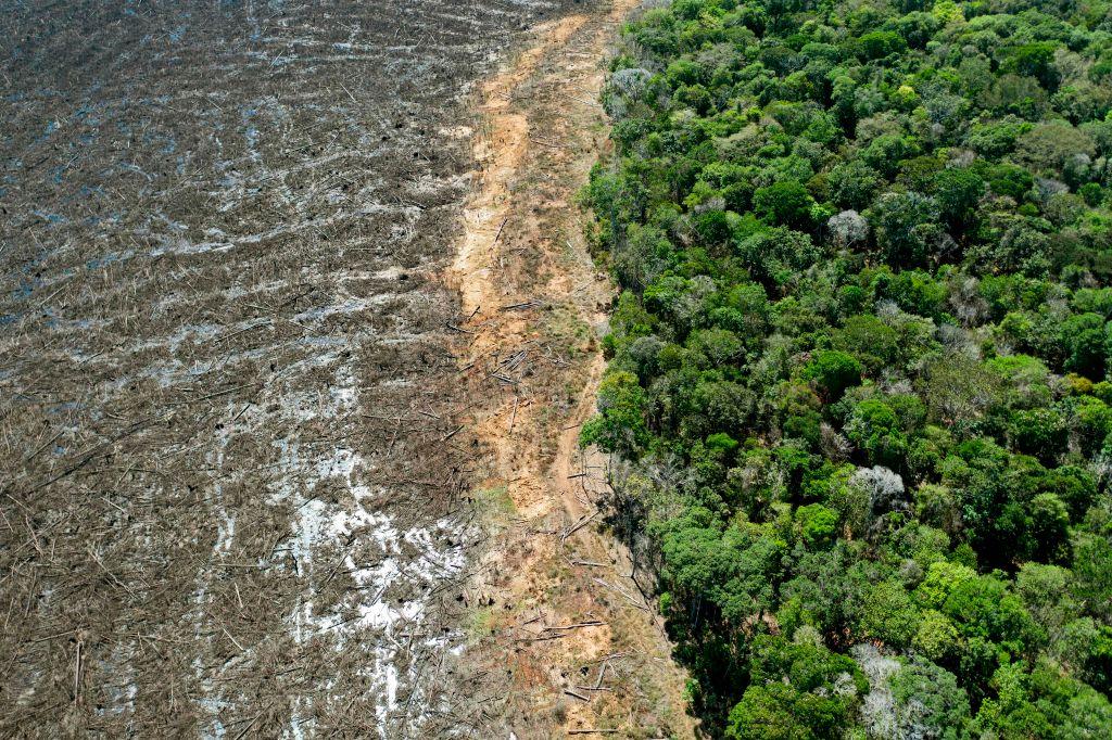 EU Poised to Delay Anti-Deforestation Law by a Year