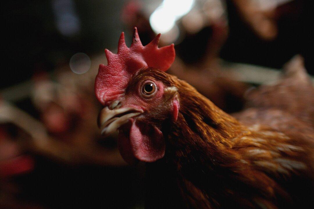 50,000 Chickens Killed in New Zealand Farm Fire Amid Egg Shortage
