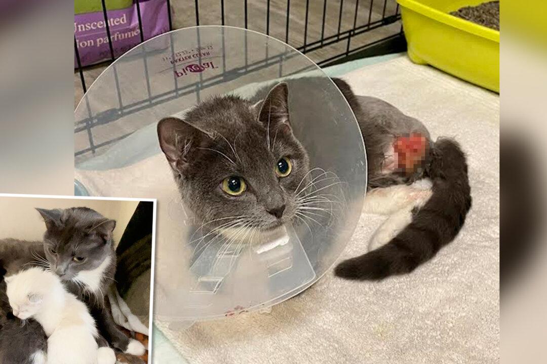 Amputee Mama Cat Adopts 2 Orphaned Kittens: One Starving, One Found on a Scrap Heap