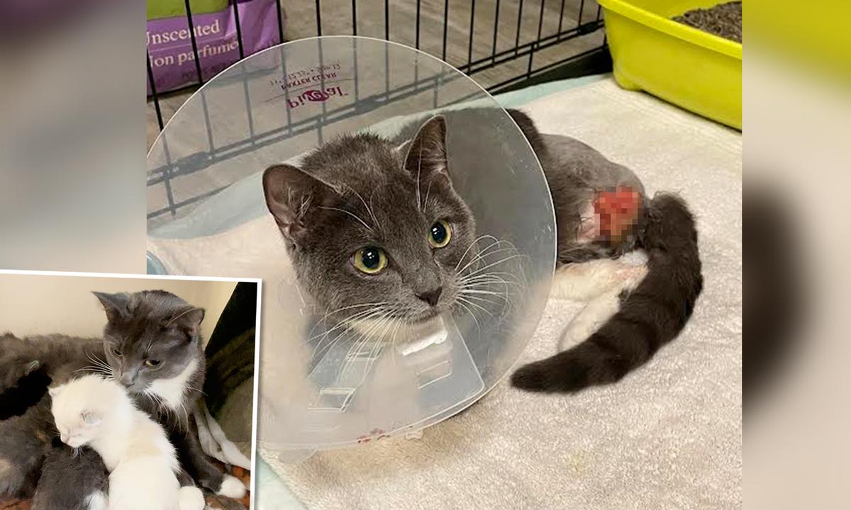 Amputee Mama Cat Adopts 2 Orphaned Kittens: One Starving, One Found on a Scrap Heap