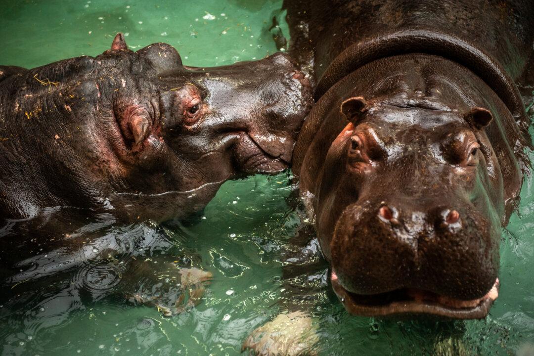 Belgian Zoo Says its Two ‘Runny Nose’ Hippos Contracted COVID-19