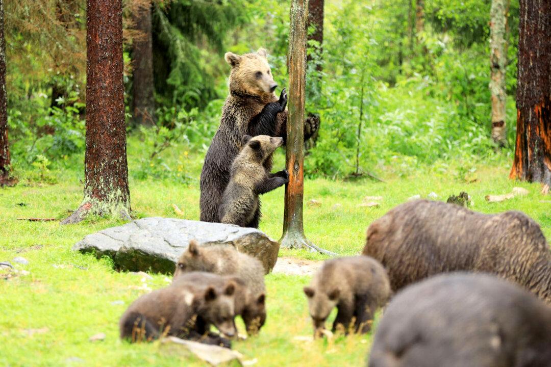 Photographer Captures the Adorable Moment a Bear Teaches Cubs How to Climb a Tree