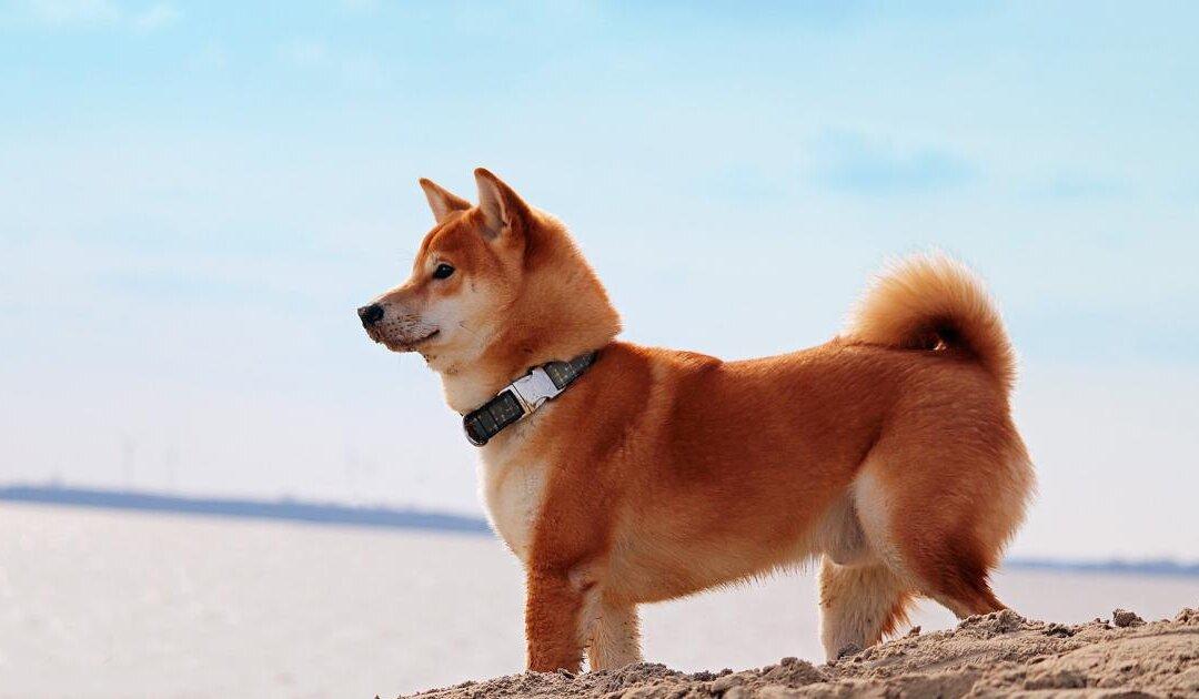 Happy Birthday, Dogecoin: How This 8-year Old Joke Grew up to Become a $22 Billion Asset