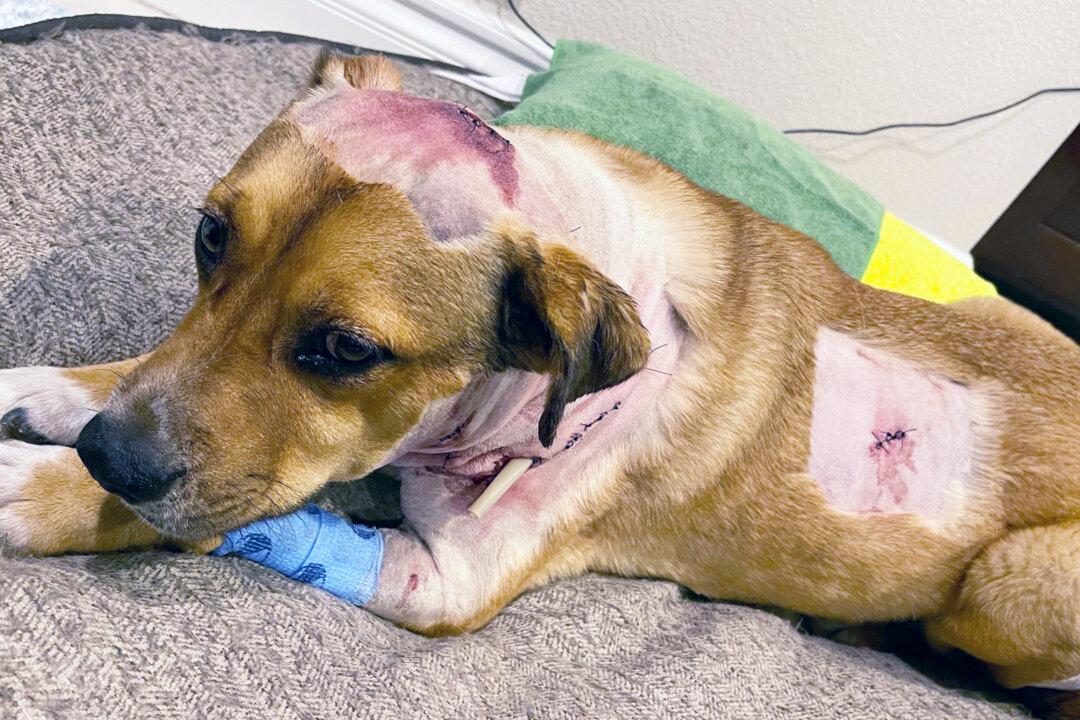 SoCal Woman Encounters Mountain Lion in Backyard—Then Loyal Dog Attacks Big Cat to Protect Her