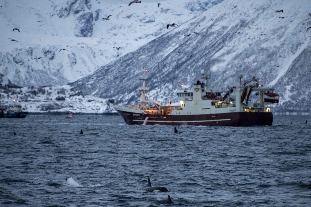 North Sea Fishing Limits Agreed With Norway and EU as UK Focus Turns to Access