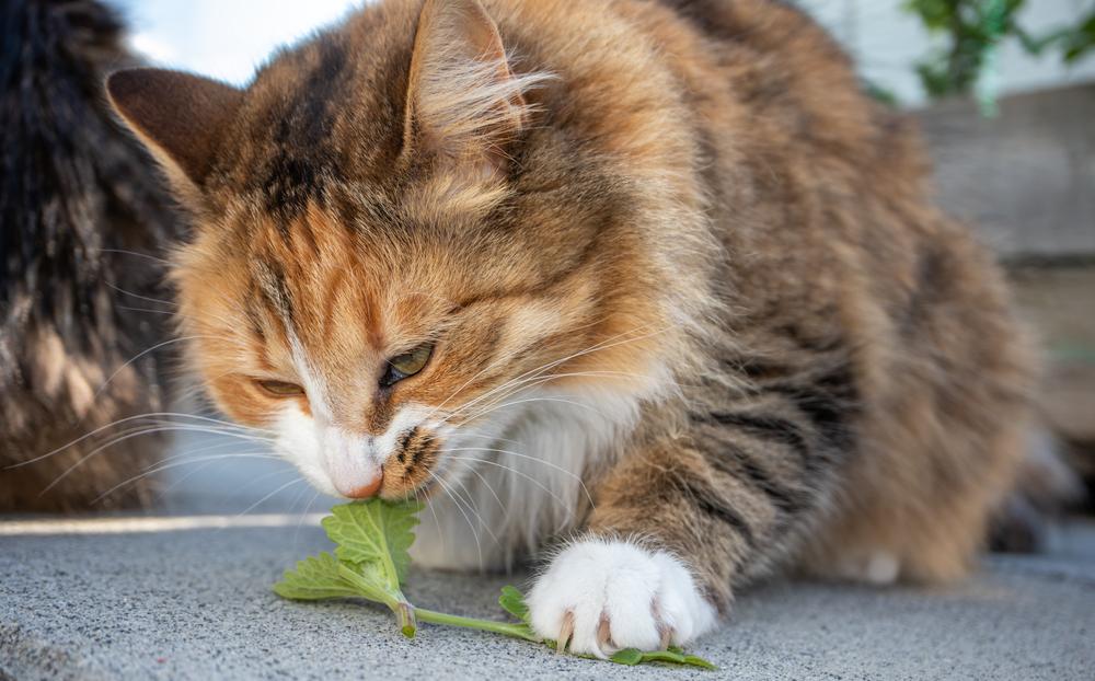 Cats Attracted to Menthol, Catnip, and Other Mints