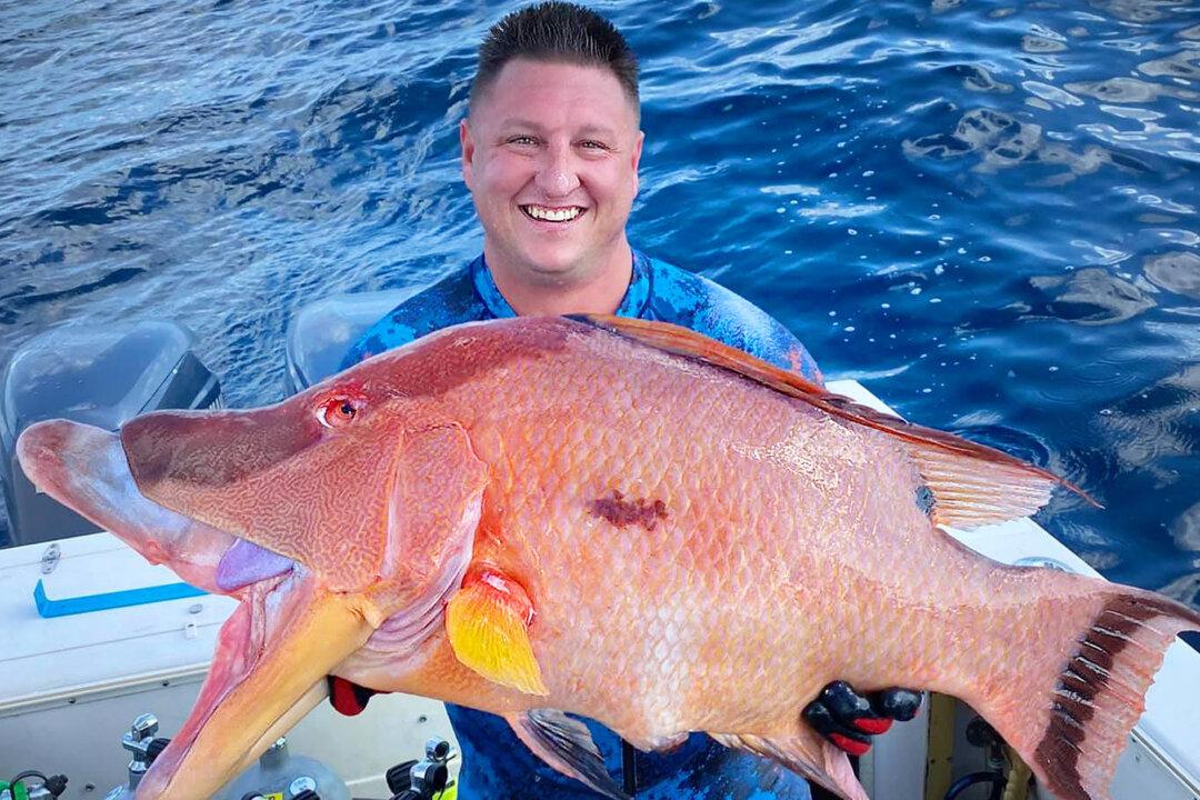 Underwater Spear Fisherman Catches Monster Hogfish in Florida Coral Reef, Breaks State Record
