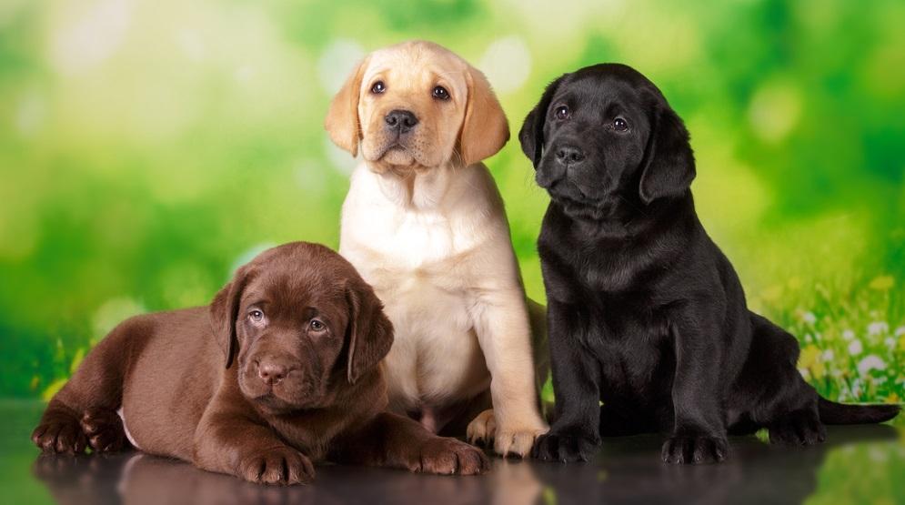 Contagious, Deadly Parvovirus Persists in Environment