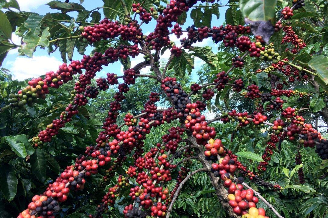 Experts Count Coffee Trees in Brazil as Prices Hit 10-year Highs