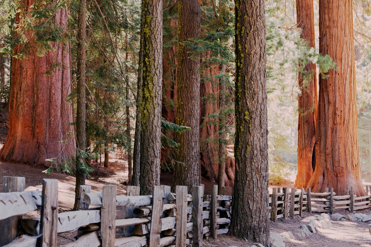 The Generals of Sequoia and Kings Canyon