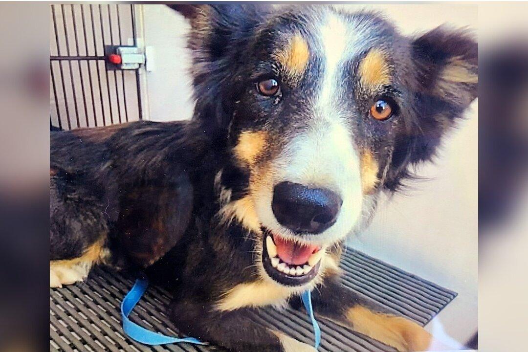 Colorado Dog That Was Missing for 2 Weeks Rescued From Ledge