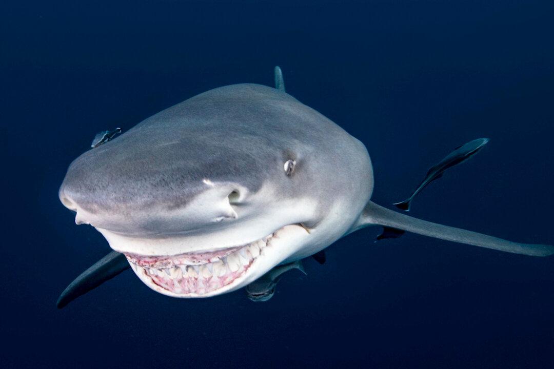 Photographer Captures Incredible Pictures of a Shark That Appears to Be Smiling