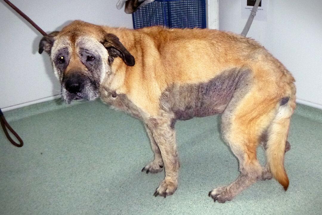 Elderly Dog Abandoned Before Christmas Had Given Up on Life—but Finds Loving Home Just in Time