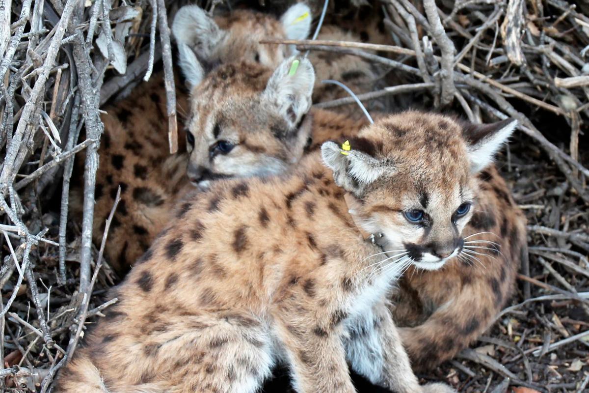 The mountain lion kittens that were discovered in Thousand Oaks, Calif., on Nov. 30, 2021. (National Park Service via AP)