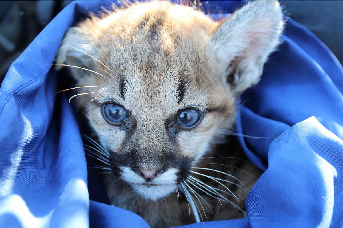 A mountain lion kitten that was discovered in Thousand Oaks, Calif., on Nov. 30, 2021. (National Park Service via AP)