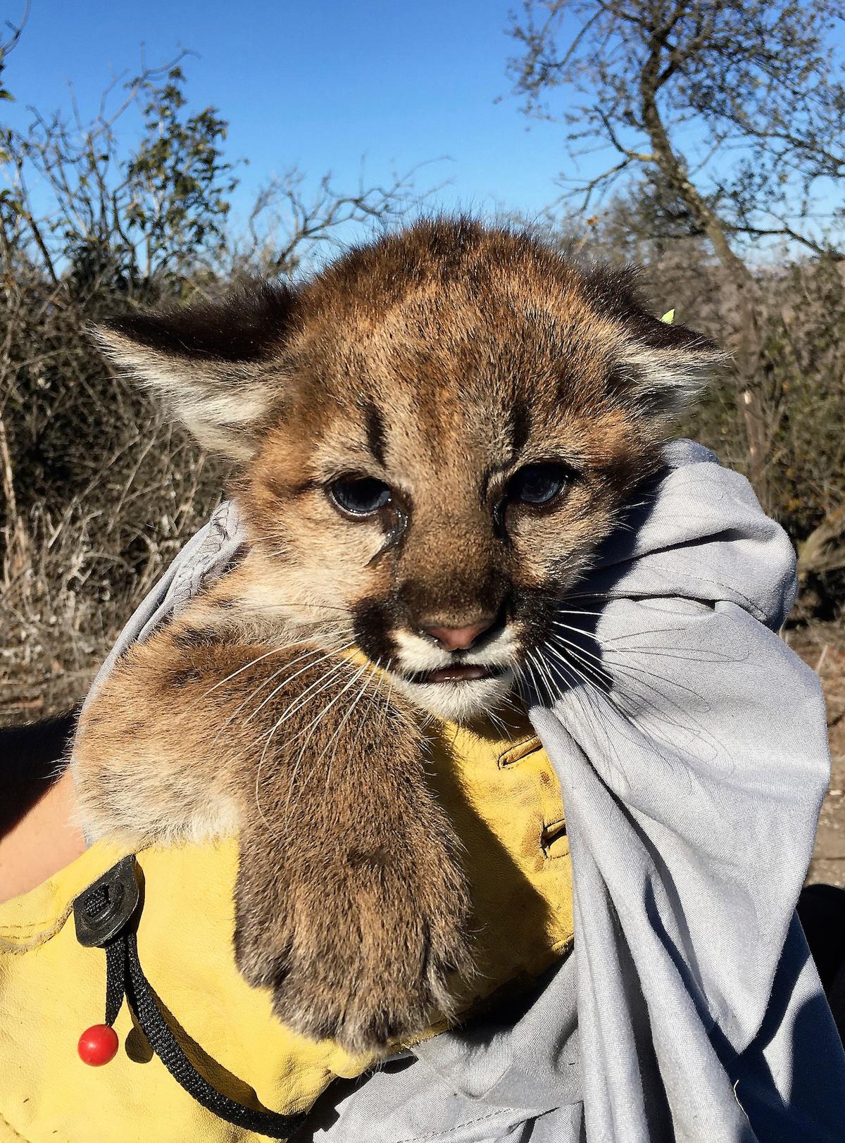 A mountain lion kitten that was discovered in Thousand Oaks, Calif., on Nov. 30, 2021. (National Park Service via AP)