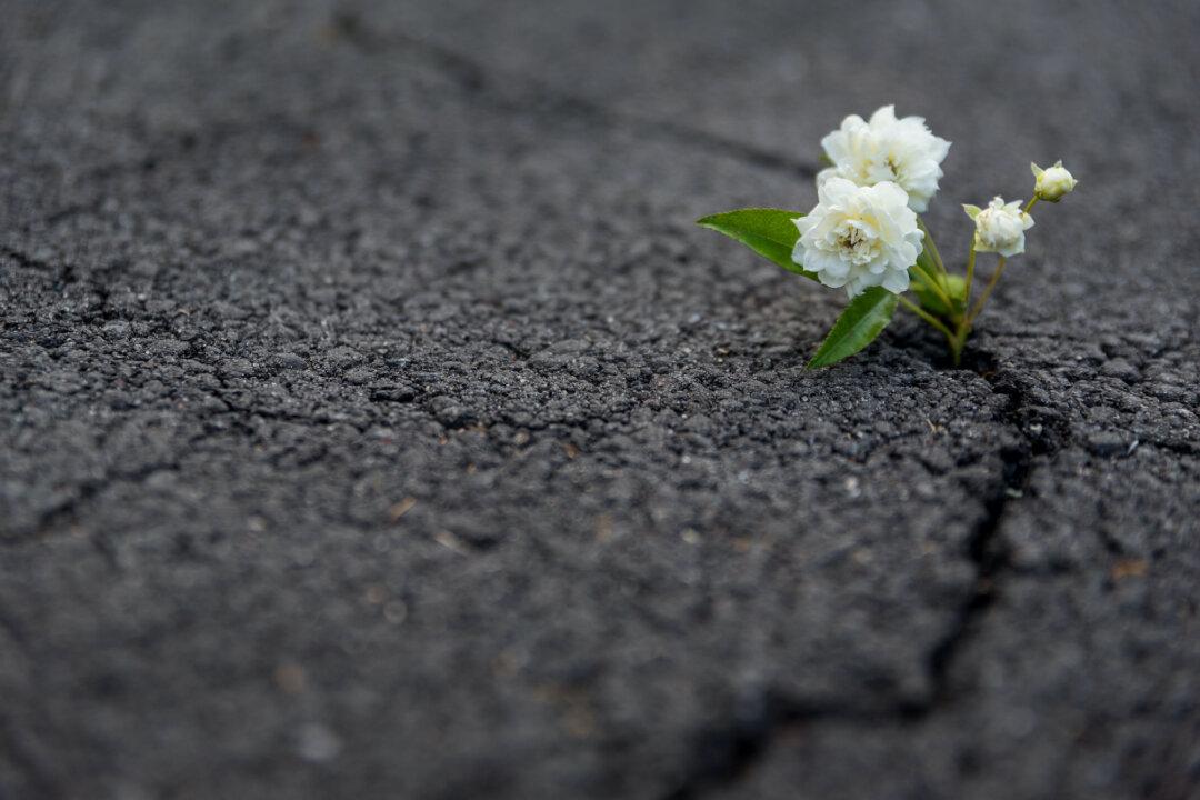 Cracks in the Asphalt: Why Liberty Will Prevail