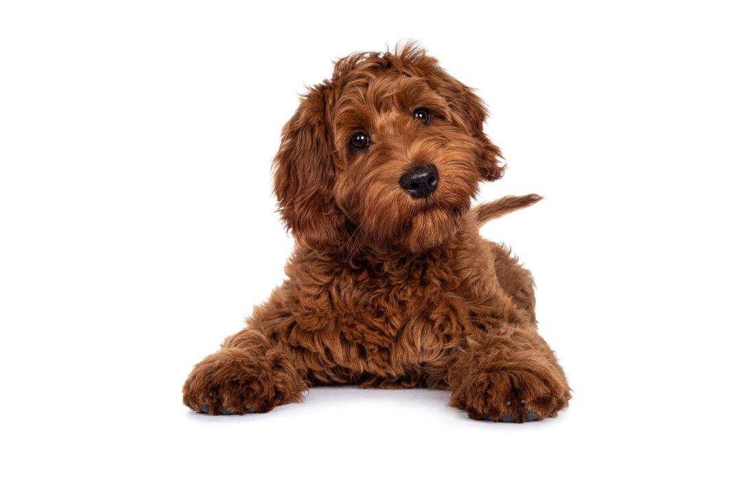 Head Tilting Is More Common Among Smart Dogs