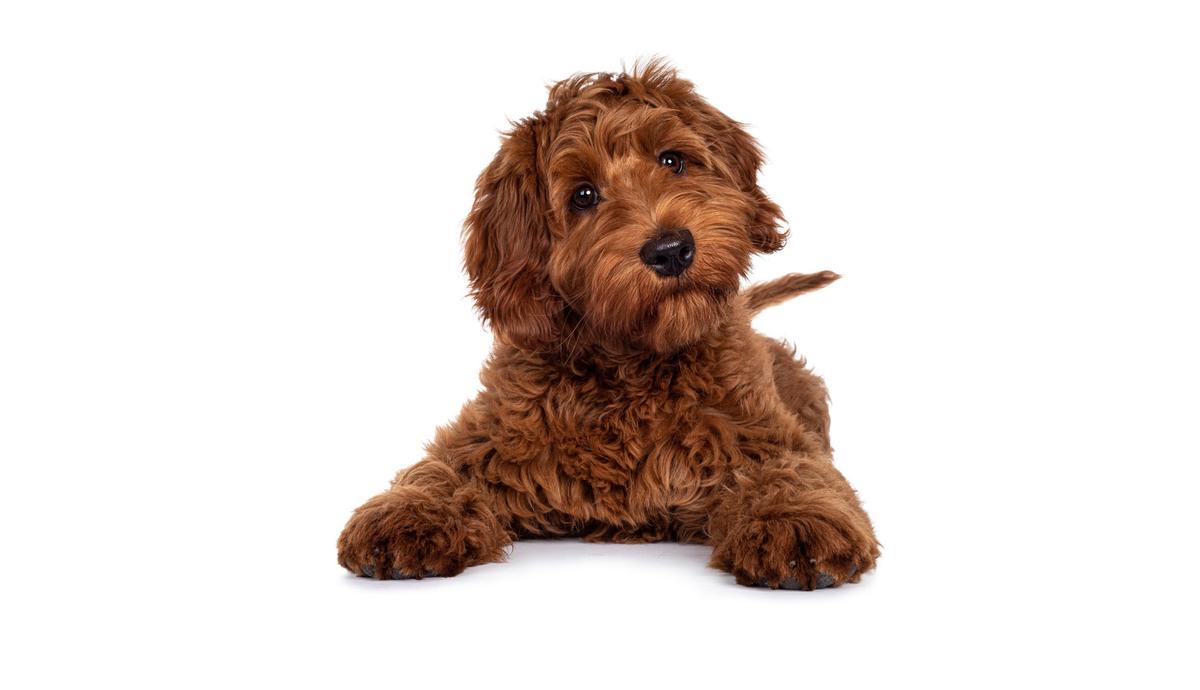 Head Tilting Is More Common Among Smart Dogs