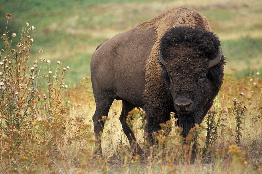 The Return of the Buffalo