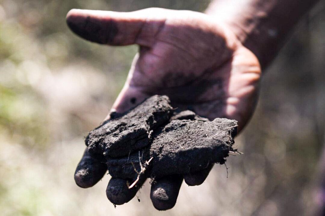 Global Coal Usage On Pace For Record High, Net Zero Goals Affected