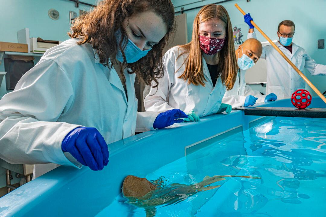 Shark Proteins Show Promise Against Coronavirus, Research Shows