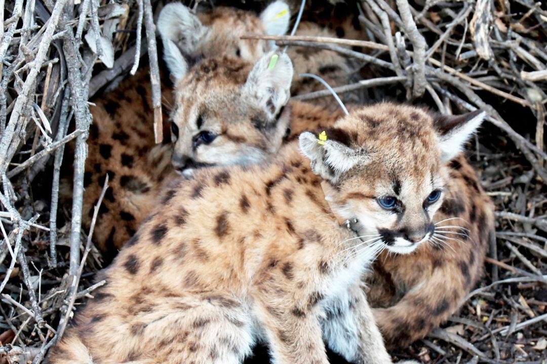 2 Mountain Lions Survive After a Litter of 4 Was Found Under a Picnic Table in California