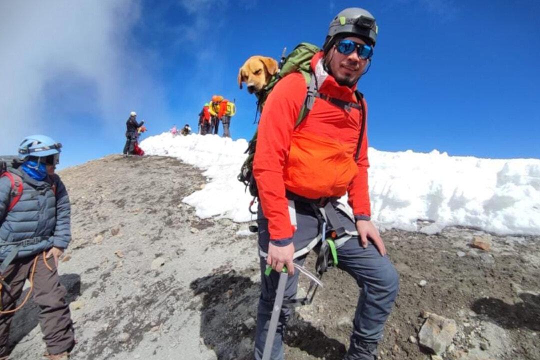 Stray Dog Gets Stranded on Mexico’s Highest Mountain for a Month—Until Rescuers Come for Him