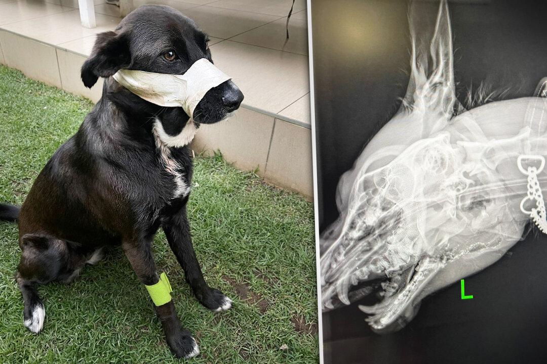 Loyal Adopted Dog Takes Bullet in the Face to Protect Owners When Armed Robbers Break Into House