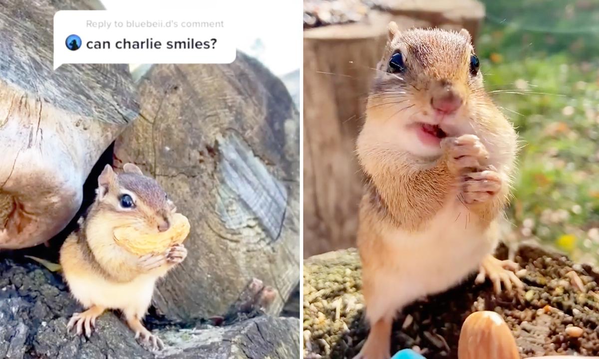 (Videos) Woman Teaches Tricks to Smart Chipmunk Who Now Understands Her Words
