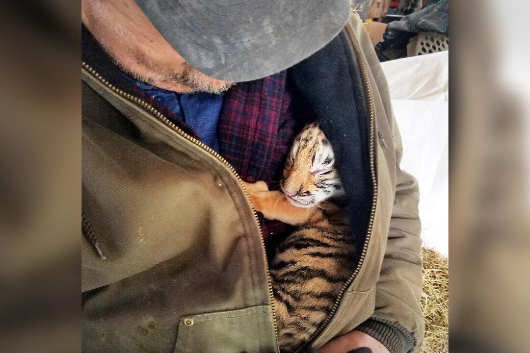 Cat Sanctuary Workers Find Tiger Cub Hours Old in Tiny Breeding Facility, Raise Him to Be Apex Predator