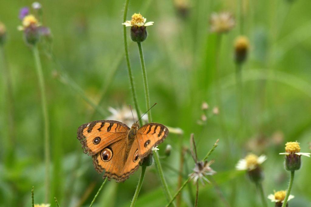 San Diego Butterfly Declared a Threatened Species for Protection