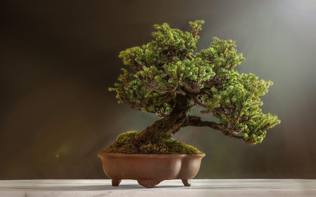 Should Judges Act as ‘Potted Plants’ or Active Reformers?