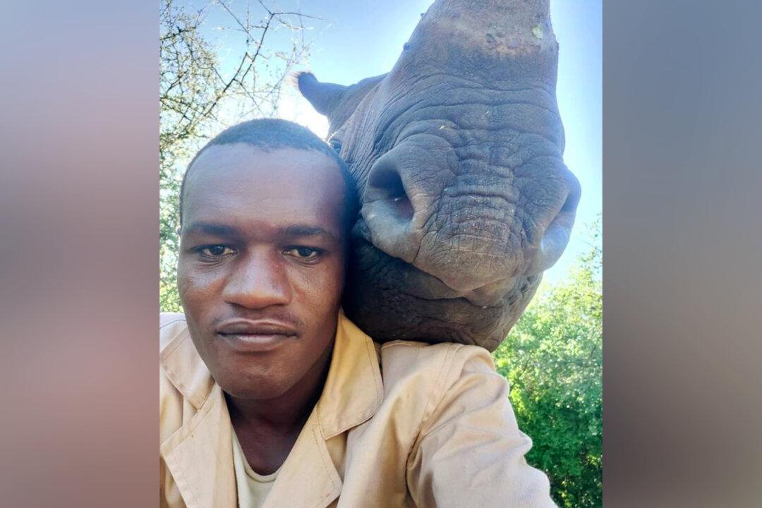 Wildlife Keeper Snaps a Hilarious Selfie With the Huge Rhino That Is Under His Care