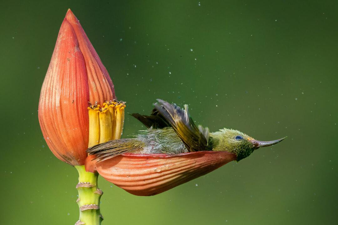 Bird Photographer Of The Year 2021 Releases Award Winners—Showing Birds Like You’ve Never Seen Them Before