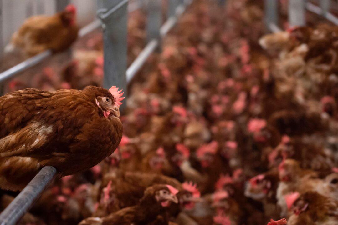 Czech Republic Reports Bird Flu Outbreak at Farm With 188,000 Poultry
