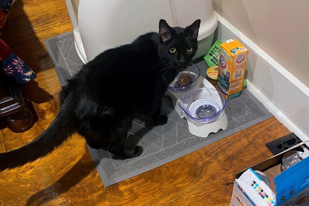 9 Days After Tornado, Cat Found in Rubble of Building