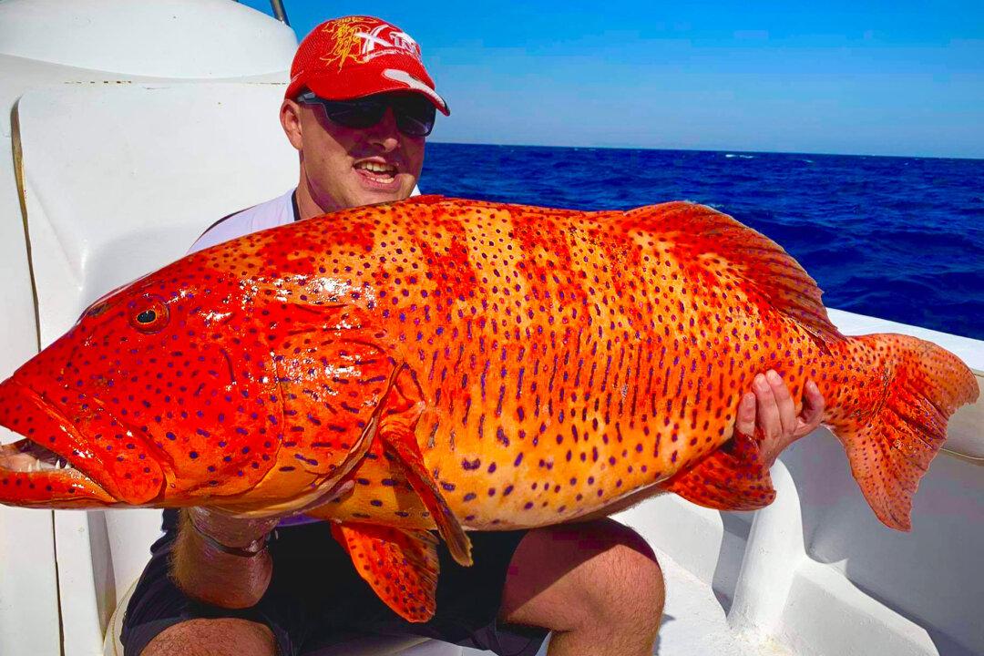 Angler Feels ‘Elemental Force’ Tug on His Line, Reels In Enormous 31-Pound Monster Grouper, Shatters World Record