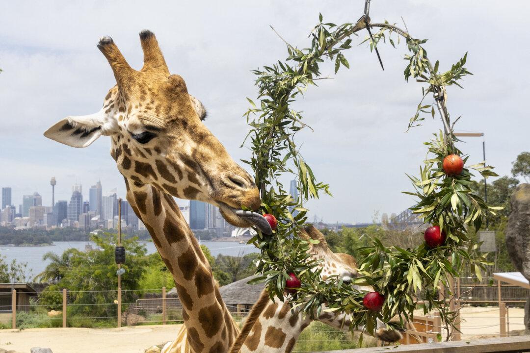 Australian Zoo Animals Get Into the Holiday Spirit