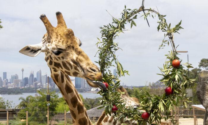 Australian Zoo Animals Get Into the Holiday Spirit