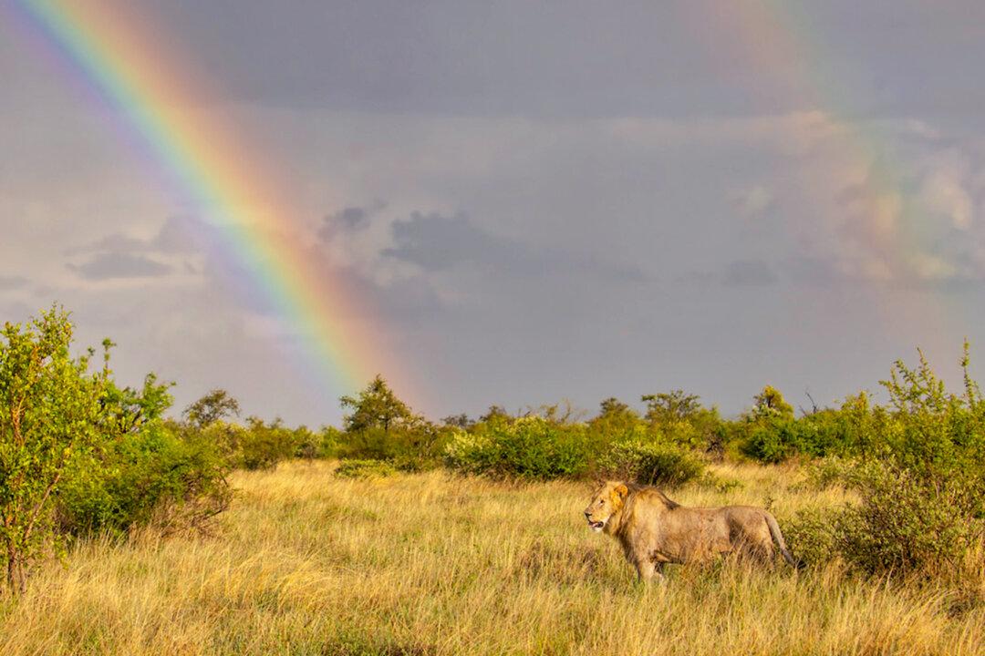 Photographer Captures ‘Once In a Lifetime’ Shot of a Lion Underneath a Rainbow