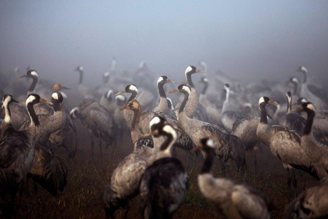 Bird Flu Kills Thousands of Cranes in Israel, Poultry Also Culled